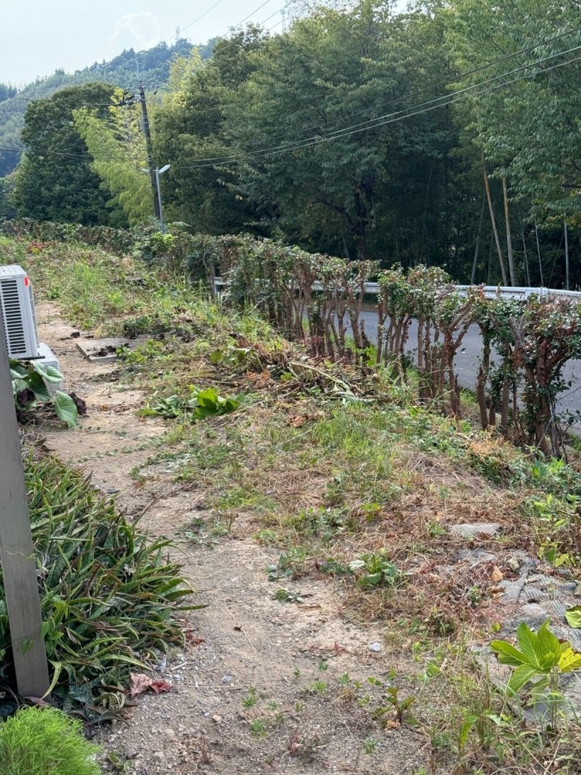 紫陽花を刈りスッキリしている